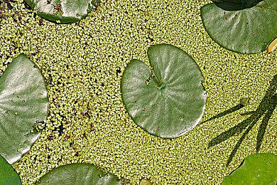 SE确认NS2玩《DQ：建造者》一代出问题 二代暂时正常